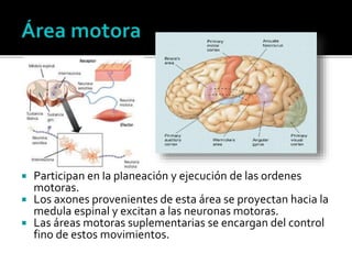  Participan en la planeación y ejecución de las ordenes
motoras.
 Los axones provenientes de esta área se proyectan hacia la
medula espinal y excitan a las neuronas motoras.
 Las áreas motoras suplementarias se encargan del control
fino de estos movimientos.
 