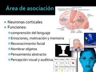  Neuronas corticales
 Funciones:
comprensión del lenguaje
Emociones, motivación y memoria
Reconocimiento facial
Nombrar objetos
Pensamiento abstracto
Percepción visual y auditiva.
 