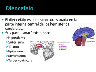  El diencéfalo es una estructura situada en la
parte interna central de los hemisferios
cerebrales.
 Sus partes anatómicas son:
Hipotálamo
Subtálamo
Tálamo
Epitálamo
Metatálamo
Tercer ventrículo
 