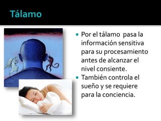  Por el tálamo pasa la
información sensitiva
para su procesamiento
antes de alcanzar el
nivel consiente.
 También controla el
sueño y se requiere
para la conciencia.
 