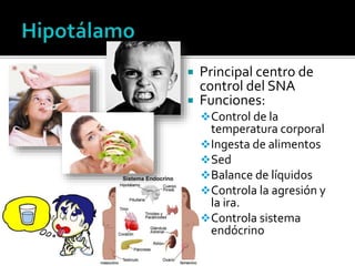  Principal centro de
control del SNA
 Funciones:
Control de la
temperatura corporal
Ingesta de alimentos
Sed
Balance de líquidos
Controla la agresión y
la ira.
Controla sistema
endócrino
 