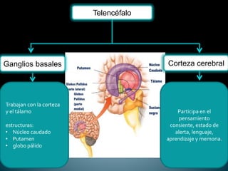 Telencéfalo
Trabajan con la corteza
y el tálamo
estructuras:
• Núcleo caudado
• Putamen
• globo pálido
Participa en el
pensamiento
consiente, estado de
alerta, lenguaje,
aprendizaje y memoria.
Corteza cerebralGanglios basales
 