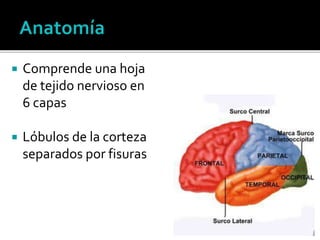 Comprende una hoja
de tejido nervioso en
6 capas
 Lóbulos de la corteza
separados por fisuras
 