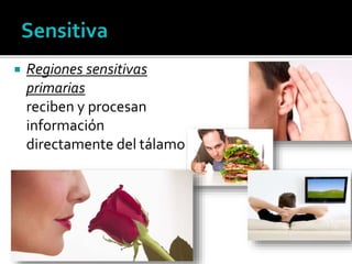  Regiones sensitivas
primarias
reciben y procesan
información
directamente del tálamo
 