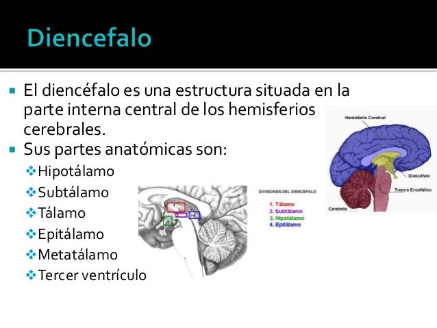 Diencéfalo y-telencéfalo