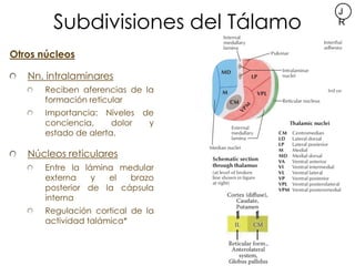 Subdivisiones del Tálamo
                                   J
                                   R


Otros núcleos

   Nn....