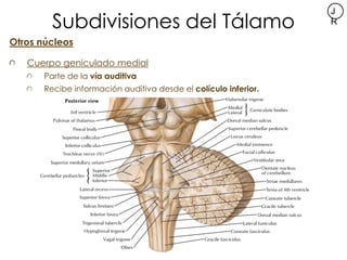 Subdivisiones del Tálamo
                                                                 J
                              ...