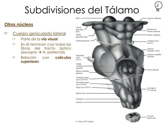 Subdivisiones del Tálamo
                                       J
                                       R


Otros núcleos...