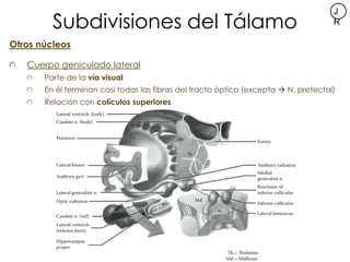 Subdivisiones del Tálamo
                                                                                     J
          ...