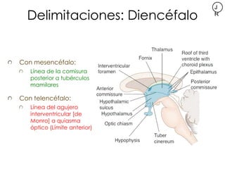 J
  Delimitaciones: Diencéfalo   R




Con mesencéfalo:
   Línea de la comisura
   posterior a tubérculos
   mamilares

Co...