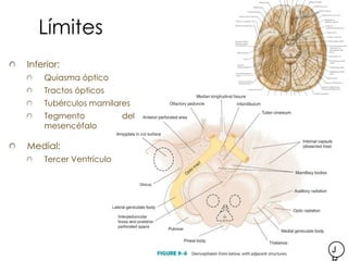 Límites
Inferior:
    Quiasma óptico
    Tractos ópticos
    Tubérculos mamilares
    Tegmento            del
    mesencéf...