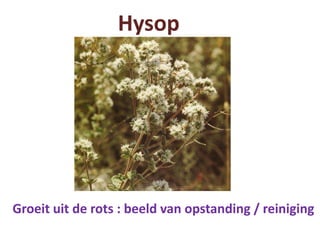 Hysop
Groeit uit de rots : beeld van opstanding / reiniging
 