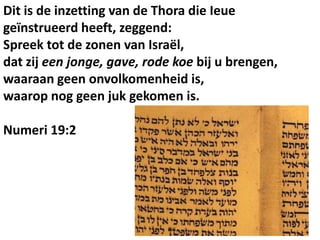 Dit is de inzetting van de Thora die Ieue
geïnstrueerd heeft, zeggend:
Spreek tot de zonen van Israël,
dat zij een jonge, gave, rode koe bij u brengen,
waaraan geen onvolkomenheid is,
waarop nog geen juk gekomen is.
Numeri 19:2
 