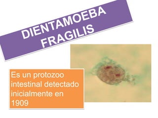 Es un protozoo
intestinal detectado
inicialmente en
1909
 