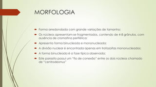 MORFOLOGIA
 Forma arredondada com grande variações de tamanho;
 Os núcleos apresentam-se fragmentados, contendo de 4-8 grânulos, com
ausência de cromatina periférica;
 Apresenta forma binucleada e mononucleada;

 A divisão nuclear é encontrada apenas em trofozoítas mononucleados;
 A forma binucleada é a fase típica observada;

 Este parasito possui um “fio de conexão” entre os dois núcleos chamado
de “centrodesmus”

 