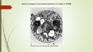 Electron micrograph of a binucleated trophozoite of D. fragilis. (× 25.000)

Johnson E H et al. Clin. Microbiol. Rev. 2004;17:553-570

 