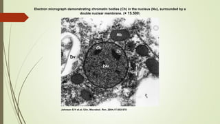 Electron micrograph demonstrating chromatin bodies (Ch) in the nucleus (Nu), surrounded by a
double nuclear membrane. (× 15.500)

Johnson E H et al. Clin. Microbiol. Rev. 2004;17:553-570

 