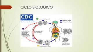 CICLO BIOLOGICO

 