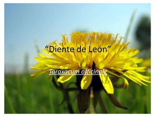 “Diente de León” Taraxacumofficinale 