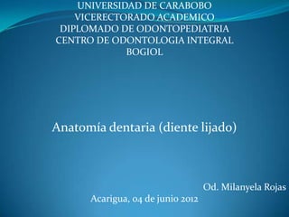 UNIVERSIDAD DE CARABOBO
    VICERECTORADO ACADEMICO
 DIPLOMADO DE ODONTOPEDIATRIA
CENTRO DE ODONTOLOGIA INTEGRAL
             BOGIOL




Anatomía dentaria (diente lijado)



                                   Od. Milanyela Rojas
      Acarigua, 04 de junio 2012
 