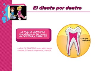 Pulpa
dentaria
La PULPA DENTARIA
está debajo de las capas
de DENTINA y ESMALTE
La PULPA DENTARIA es un tejido blando
formado por vasos sanguíneos y nervios
El diente por dentroEl diente por dentro
 