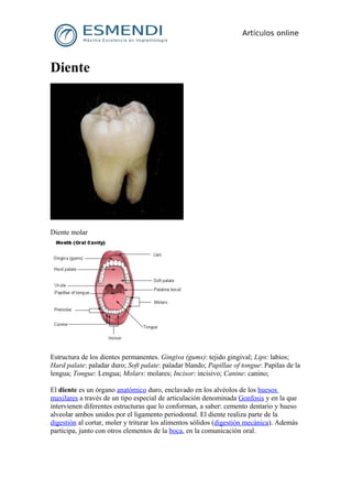 Diente




Diente molar




Estructura de los dientes permanentes. Gingiva (gums): tejido gingival; Lips: labios;
Hard palate: paladar duro; Soft palate: paladar blando; Papillae of tongue: Papilas de la
lengua; Tongue: Lengua; Molars: molares; Incisor: incisivo; Canine: canino;

El diente es un órgano anatómico duro, enclavado en los alvéolos de los huesos
maxilares a través de un tipo especial de articulación denominada Gonfosis y en la que
intervienen diferentes estructuras que lo conforman, a saber: cemento dentario y hueso
alveolar ambos unidos por el ligamento periodontal. El diente realiza parte de la
digestión al cortar, moler y triturar los alimentos sólidos (digestión mecánica). Además
participa, junto con otros elementos de la boca, en la comunicación oral.
 