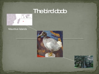 The bird dodo Mauritius Islands 