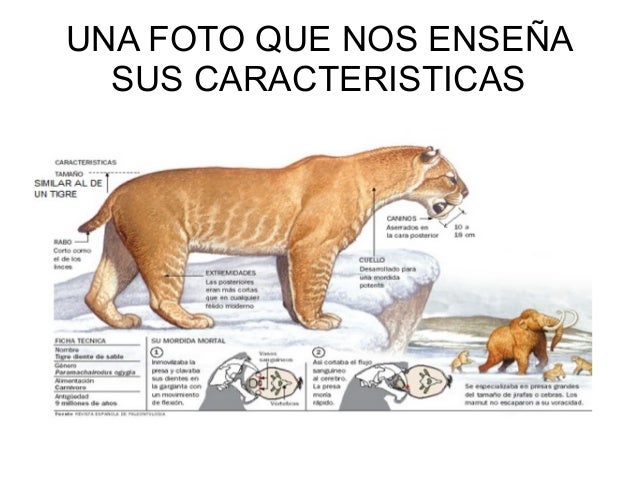Dientes De Sable