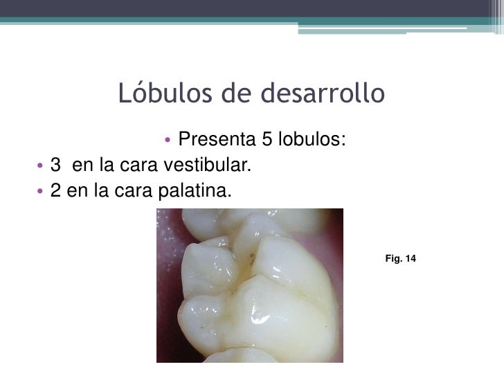 Dientes posteriores completas 1
