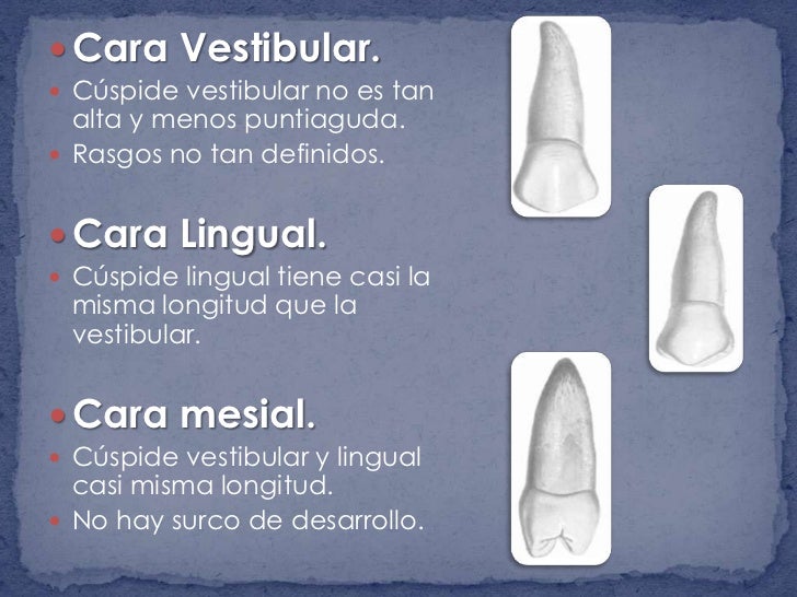 La Cara Vestibular del Diente: Importancia y Cuidados