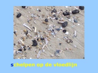 schelpen op de vloedlijn