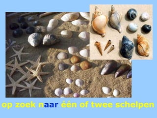 op zoek naar één of twee schelpen