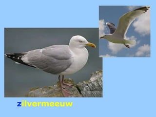 zilvermeeuw