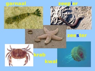 garnaalzeepierzeesterkrabkwal