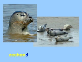 zeehond