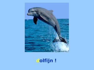 dolfijn !