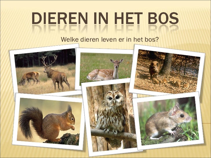 In Het Bos Zijn De Wilde Dieren