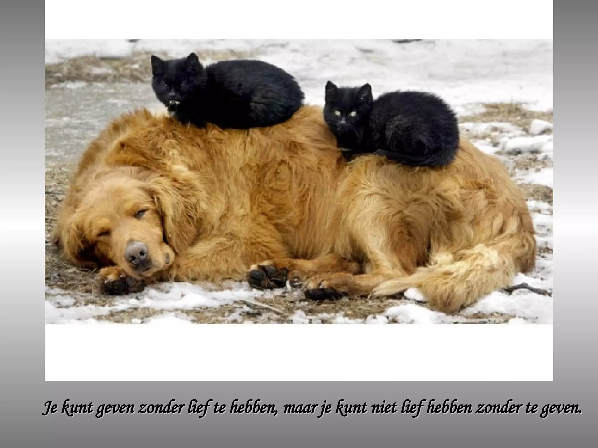 Je kunt geven zonder lief te hebben, maar je kunt niet lief hebben zonder te geven. 