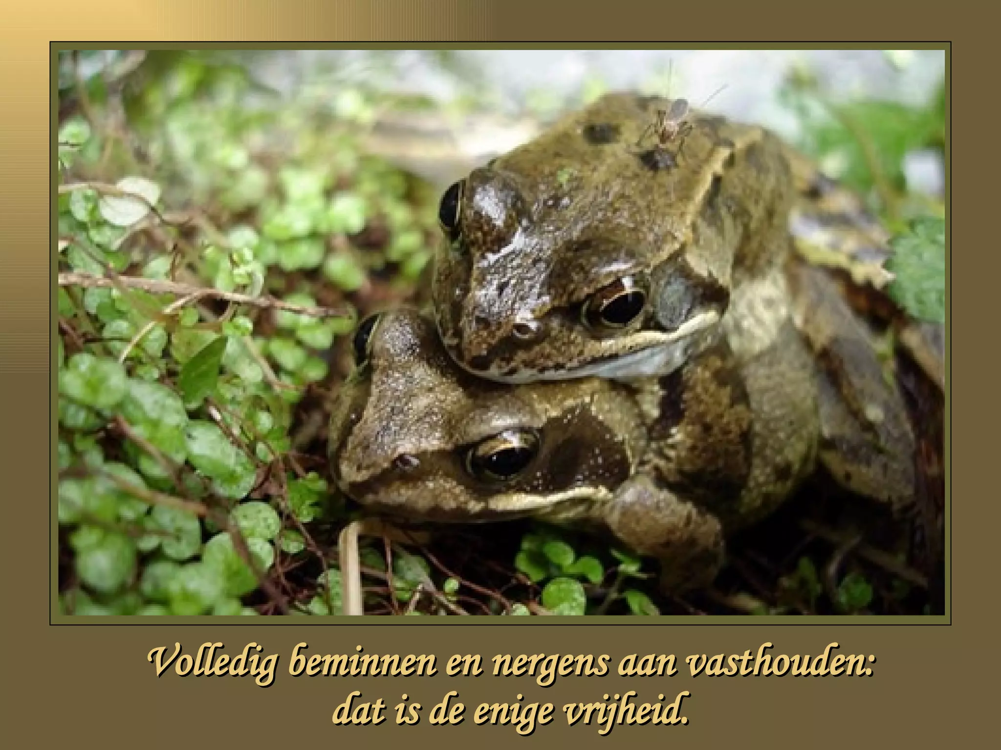 Volledig beminnen en nergens aan vasthouden: dat is de enige vrijheid. 