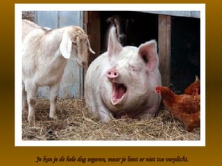 Je kan je de hele dag ergeren, maar je bent er niet toe verplicht . 