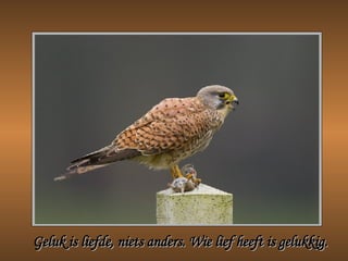Geluk is liefde, niets anders. Wie lief heeft is gelukkig. 