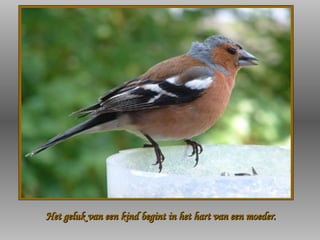 Het geluk van een kind begint in het hart van een moeder. 