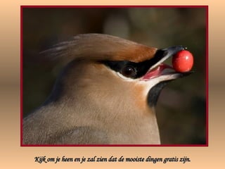 Kijk om je heen en je zal zien dat de mooiste dingen gratis zijn. 