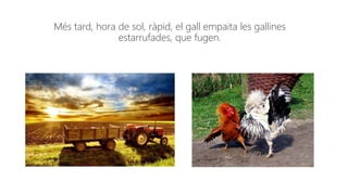 Més tard, hora de sol, ràpid, el gall empaita les gallines
estarrufades, que fugen.
 