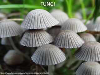 FUNGI




http://www.flickr.com/photos/86452432@N00/167632413/
 