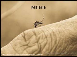 Malaria




http://www.flickr.com/photos/mkuram/3700928671
 