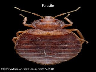 Parasite




http://www.flickr.com/photos/sanmartin/5975919344
 