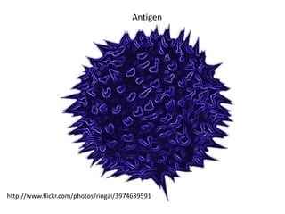 Antigen




http://www.flickr.com/photos/ringai/3974639591
 