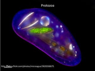 Protozoa




http://www.flickr.com/photos/microagua/3820268675
 