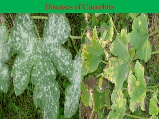 Diseases of Cucurbits
 